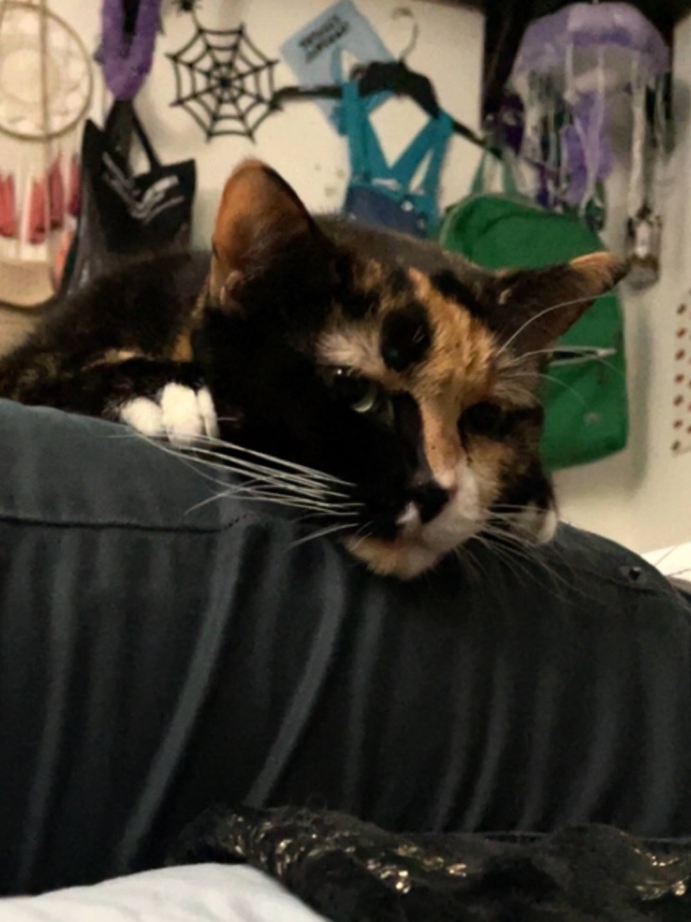 MY Baby Trixie Mattel VET VISIT FUNDS FOR HEALTH - Picture 8 of 14